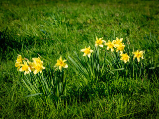 Osterglocken / Gelbe Narzissen
