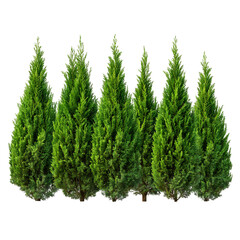 A Row of Vibrant Thuja Trees with Dense Green Foliage Isolated on Transparent Background
