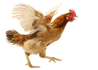 Brown chicken flapping wings on transparent background