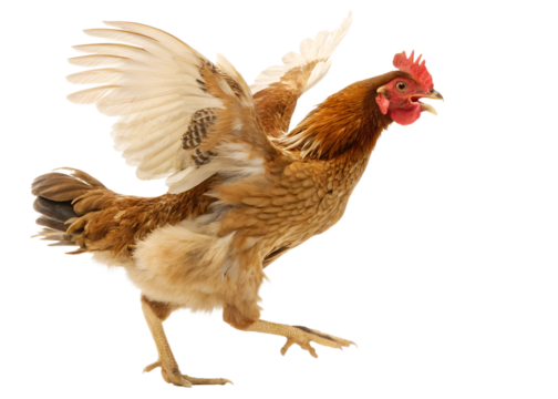 Brown chicken flapping wings on transparent background