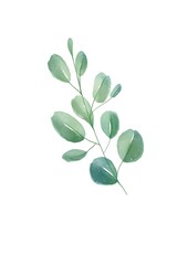 Watercolour Eucalyptus  illustration isolated on the white background
