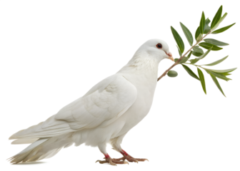 White dove holding an olive branch on a transparent background