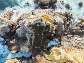 coral reef in the sea