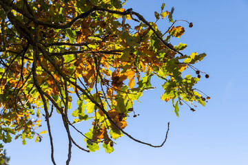 the yellowing foliage of an oak tree growing in a field