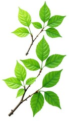 Fototapeta premium Foliage branches with leaves isolated on white background, green, isolated