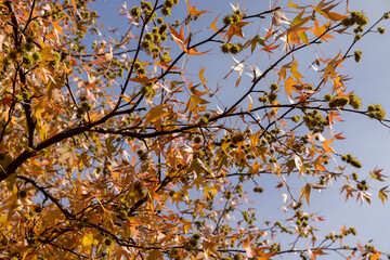 red amber tree in the autumn season in sunny weather