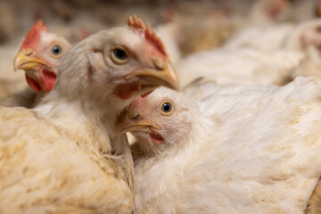 adult fat chickens in a poultry farm without cages