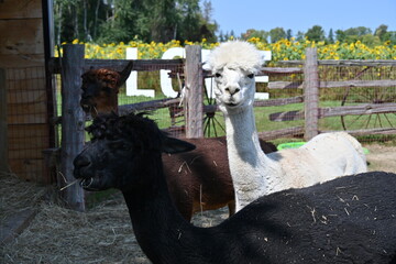 fluffy alpaca on a farm