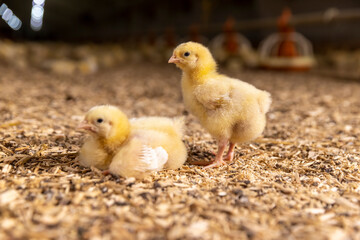 small newly hatched chickens in a poultry farm without cages on a litter of sawdust