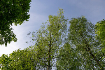 green new foliage of deciduous trees in sunny weather