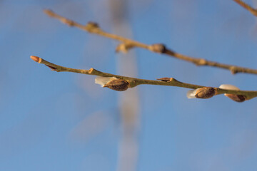 twig of willow with fluffy buds