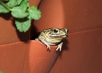 A toad hanging out in a flower pot