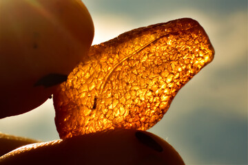 Close-up of a translucent piece of amber held against the sun, revealing detailed inclusions and...