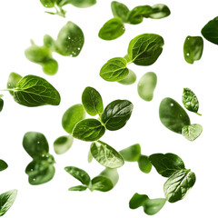 Fresh Oregano Leaves Falling Down Isolated on Transparent Background