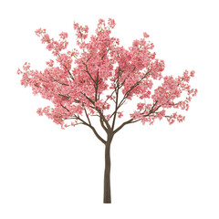 3D Rendered Cherry Tree Sapling with Tiny Blossoms Isolated on Transparent Background