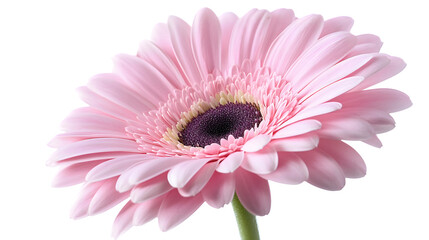 Vibrant Pink Gerbera Flower on White Background - Isolated Floral Beauty Photo