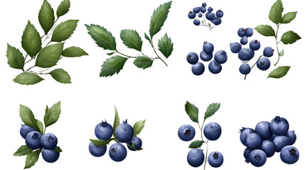 Fresh Blueberries and Lush Green Leaves Isolated on Transparent Background - Vibrant Food Concept