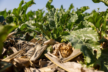 a ripe crop of white sugar beet, some of the leaves of which have wilted