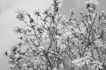 満開の木蓮の花