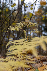 yellowed drying fern in a mixed forest in cloudy weather