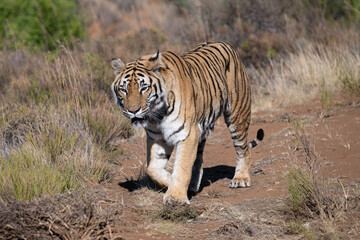 tiger on the prowl on an old dusty track