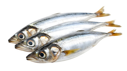Fototapeta premium Fresh Herring Fish Isolated on White Background - High-Quality Stock Photo Suitable for Promotional Materials.