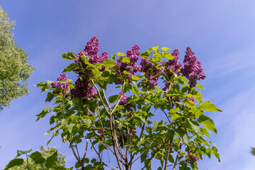beautiful blooming red lilac bushes