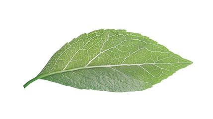 Obraz premium Fresh Mint Leaves Isolated - Professional Image of Vibrant Green Mint Leaves for Design