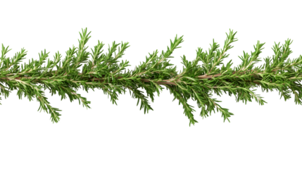 Vibrant Fresh Rosemary Twig on Transparent Background for Professional Designs and Culinary Projects