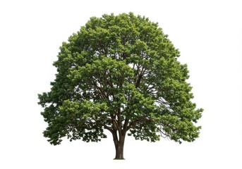 Fototapeta premium Large deciduous tree isolated white isolated white background