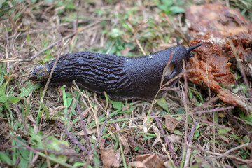 a black slug on the ground