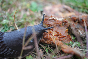 a black slug feeding on a rotten apple