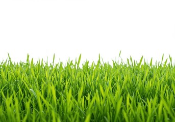 Fresh green grass spring lawn isolated white background