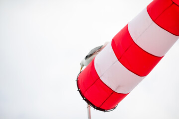 Seagull flying behind a red and white wind sock against cloudy sky