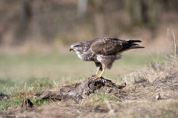 Common Buzzard (Buteo buteo). Buzzard Standing on Prey. Dry meadow and grassland. Light wind...