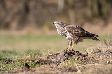 Common Buzzard (Buteo buteo). Buzzard Fixating While Perched. Mixed grassland with soft light....