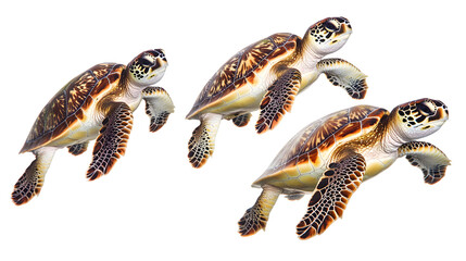 Hawksbill Sea Turtles on White Background - Majestic Marine Creatures for Creative Projects