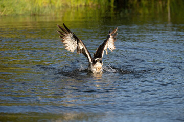 Osprey (Pandion haliaetus). Pandionidae rising from water with wings wide open after failed dive....