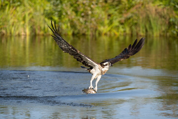Osprey (Pandion haliaetus). Pandionidae lifting fish from water with sharp talons in wide flight. Calm greenish riverbank in background. Clean upward motion and focused stare highlight the moment.