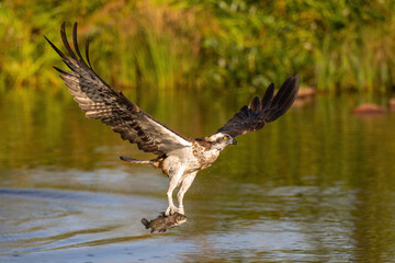 Osprey (Pandion haliaetus). Pandionidae soaring with trout gripped tightly in talons over golden...