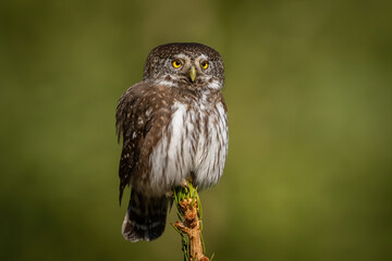 Eurasian Pygmy Owl (Glaucidium passerinum). Owl perched upright on treetop watching surroundings. Coniferous forest clearing with soft bokeh. Vivid yellow eyes dominate a still, alert pose.