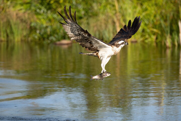 Osprey (Pandion haliaetus). Pandionidae carrying freshly caught fish across still pond in strong grip. Aquatic reeds frame the moment. Smooth water and firm wings display predator precision.
