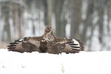 Common buzzard (Buteo buteo). Buteo buteo Shields its prey while standing in dominant posture with extended wings. Snow-covered forest floor. Tense moment of control in fresh winter scene.