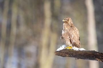 Common buzzard (Buteo buteo). Buteo buteo Sits calmly on snowy log with gaze fixed on distant...