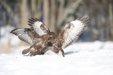 Common buzzard (Buteo buteo). Buteoninae Birds Clash. Snowy forest undergrowth. The scene captures...
