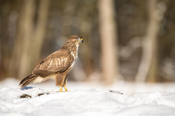 Common buzzard (Buteo buteo). Buteoninae Alert Standing. Snowy clearing near forest. The solitary bird scans its surroundings with majestic stillness and winter sunlight glistening.