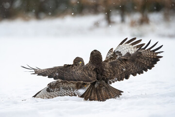 Common buzzard (Buteo buteo). Buteoninae Birds Grapple. Snow-laden forest field. The raptors' wings...