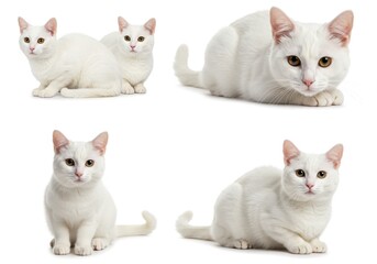 White cats multiple poses studio isolated white background