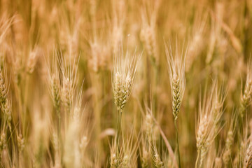 Golden Wheat Field Close-Up at Sunset