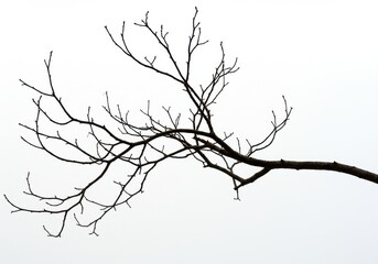 Bare tree branch winter intricate